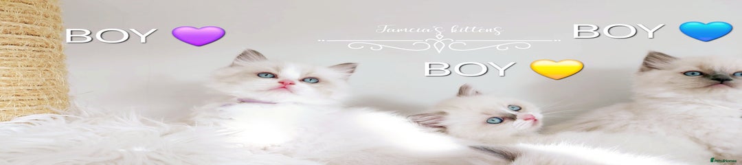 Ragdoll Kitten 1