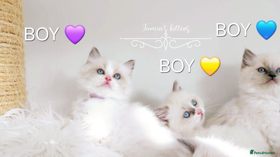 Ragdoll cats for sale: Beautiful Ragdoll kittens 😻😻😻 - Image 27