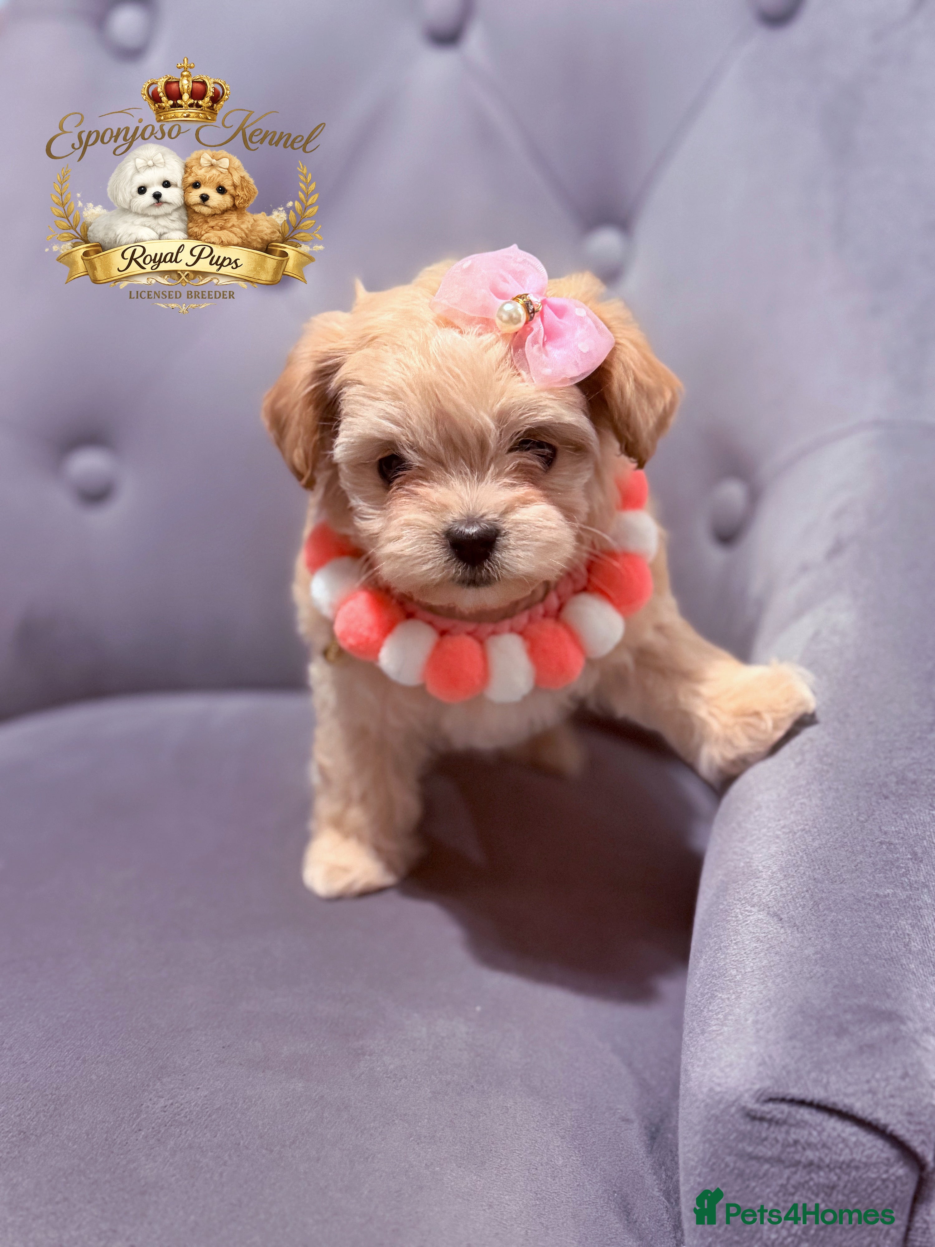 Maltipoo dogs 👑 One in a Million Rare F1 Tiny Asian Maltipoo 👑 - Advert 5