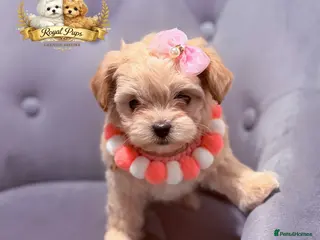 Maltipoo dogs 👑 One in a Million Rare F1 Tiny Asian Maltipoo 👑 - Advert 14
