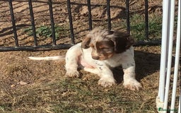 Cocker Spaniel dogs for sale: Whitchurch, Shropshire. Cocker Spaniel Puppies - Image 13