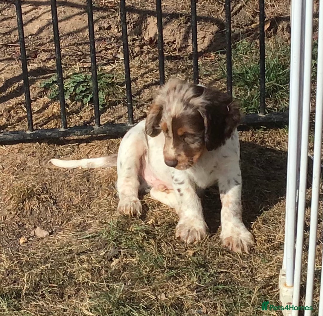 Cocker Spaniel dogs for sale: Whitchurch, Shropshire. Cocker Spaniel Puppies - Image 13