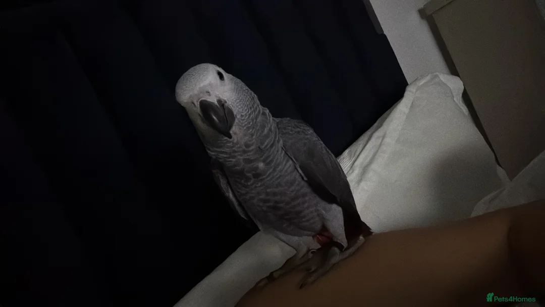 Parrots birds for sale: African grey parrot - Advert 2