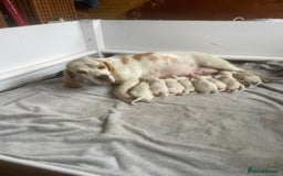 Beagle dogs for sale: Beautiful beagle boys kc reg ready 19 sept  - Image 9