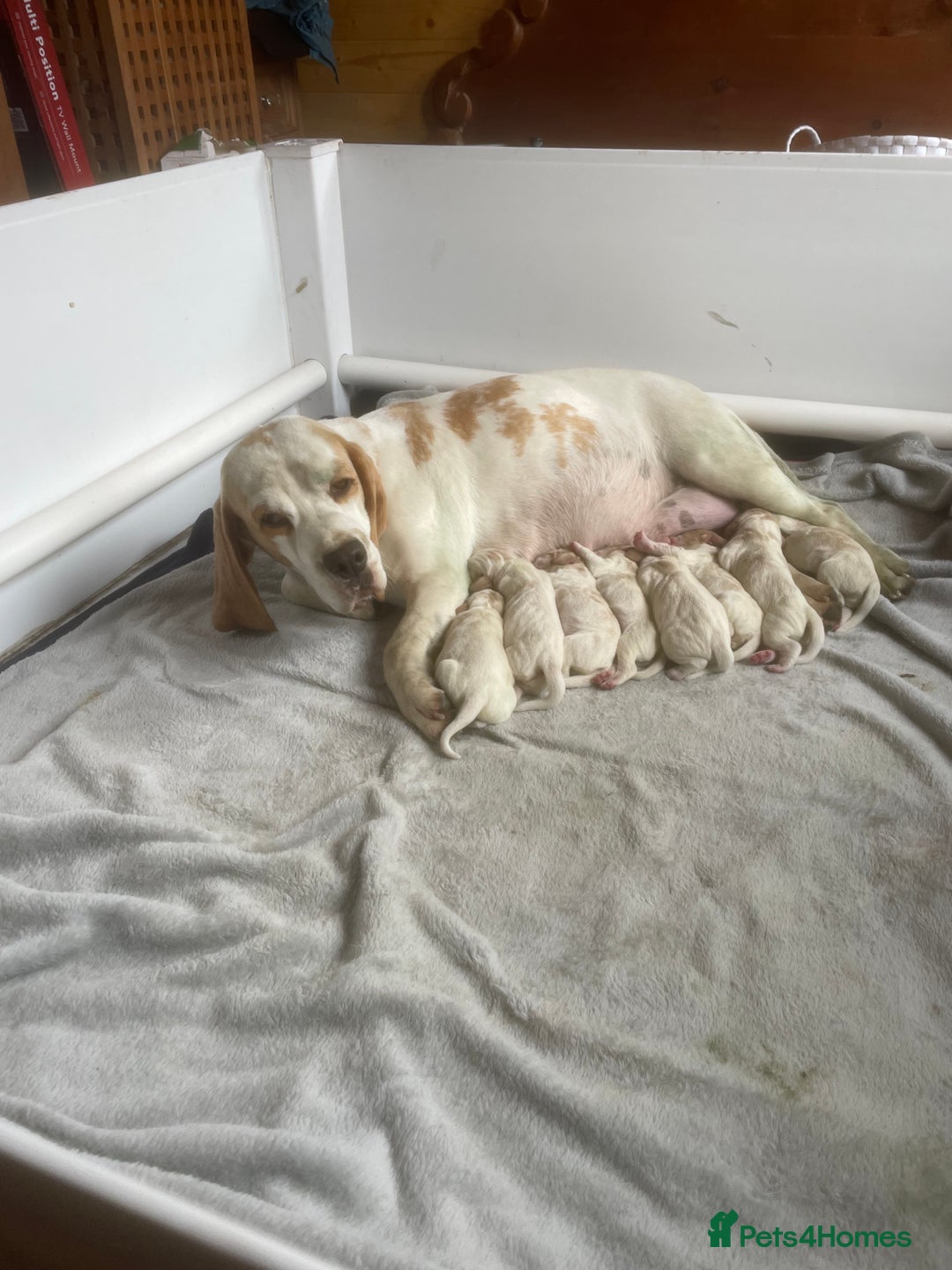 Beagle dogs for sale: Beautiful beagle boys kc reg ready 19 sept  - Image 9