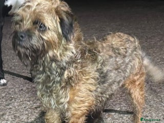 Mixed Breed dogs Border x Patterdale pups - Advert 1