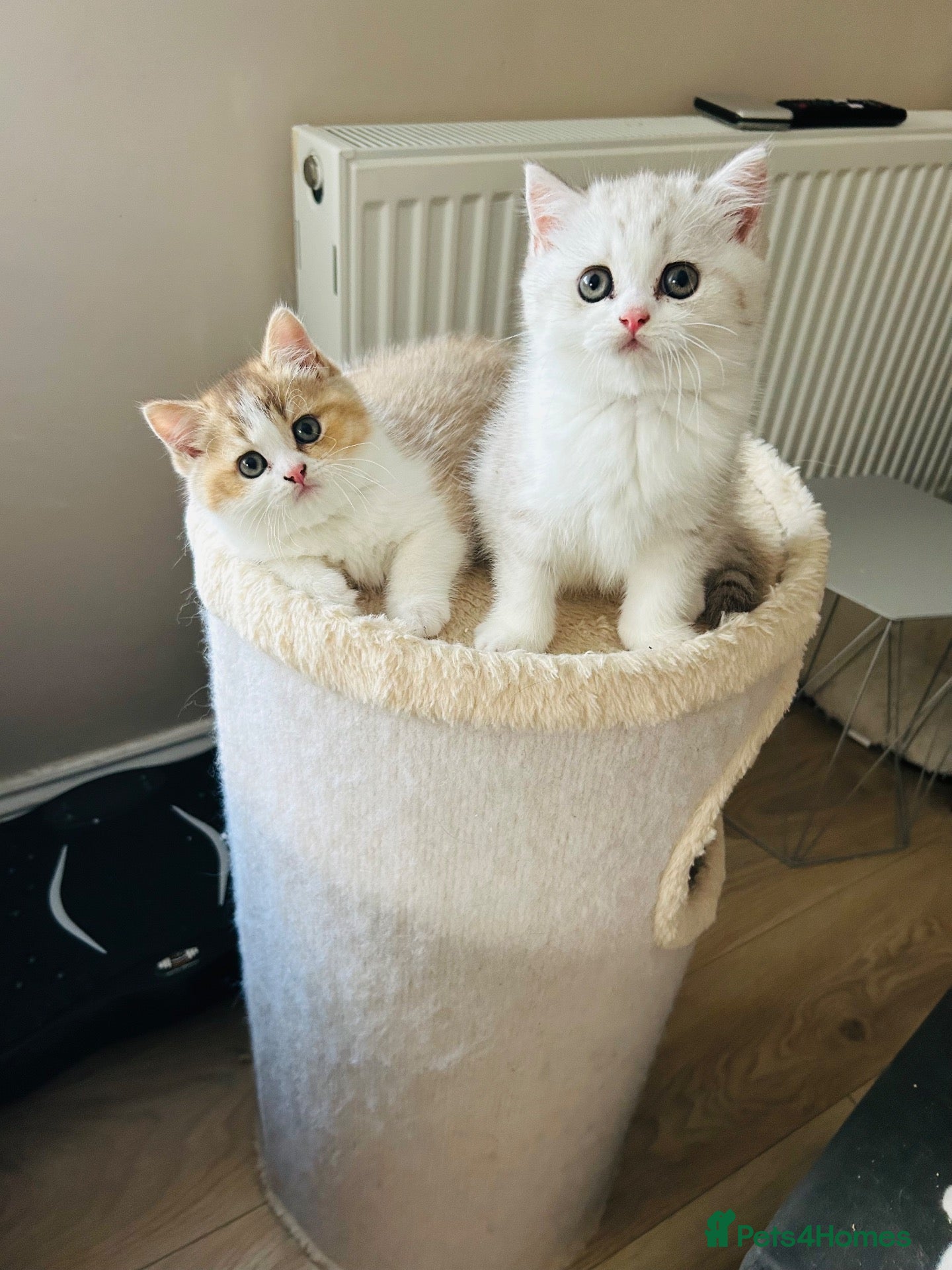 British Shorthair cats Beautiful BSH Males  - Advert 1
