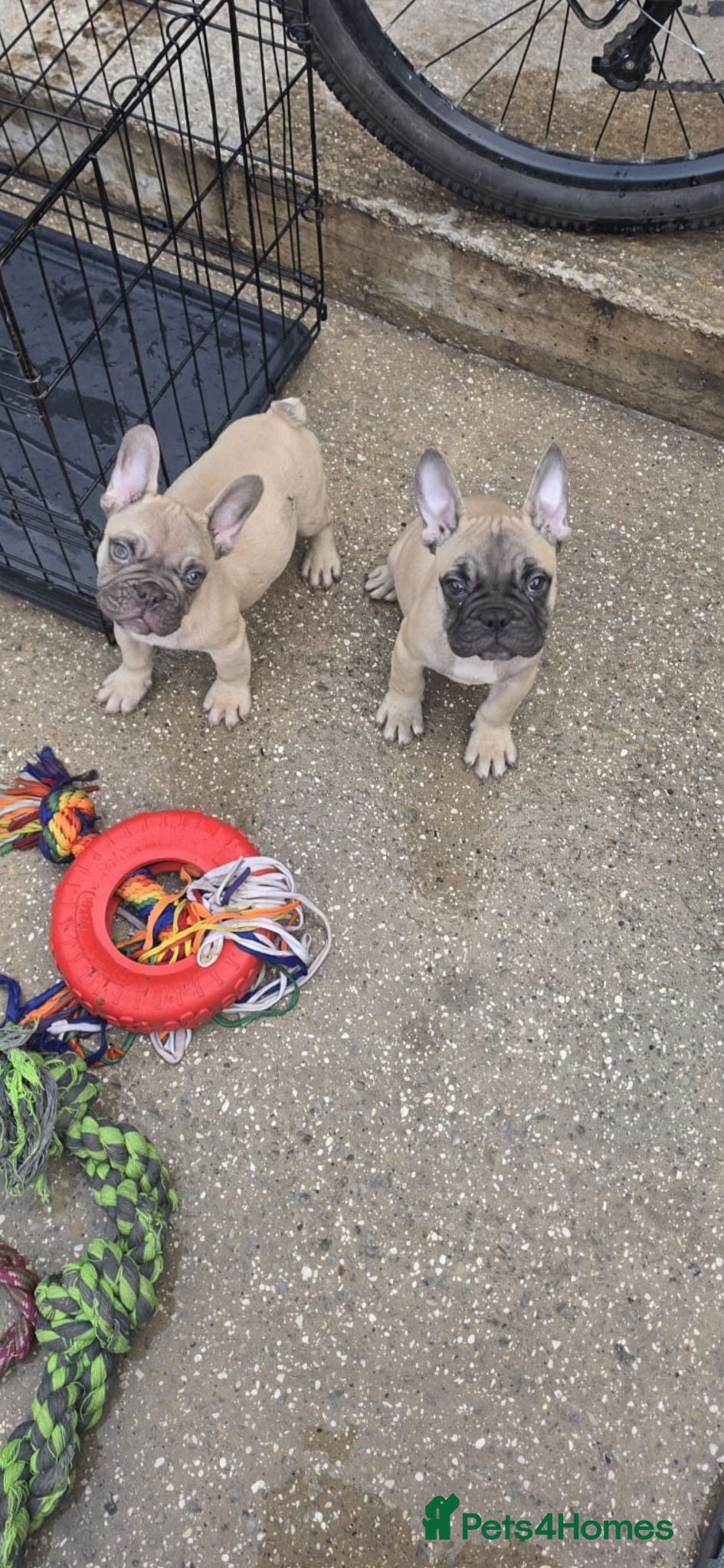 French Bulldog dogs £675 LAST MALE Frenchbulldog😍❤️9 week old - Advert 15