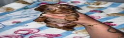 Miniature Dachshund dogs for sale: Miniature dachshund puppies  in Ashford - Advert 9