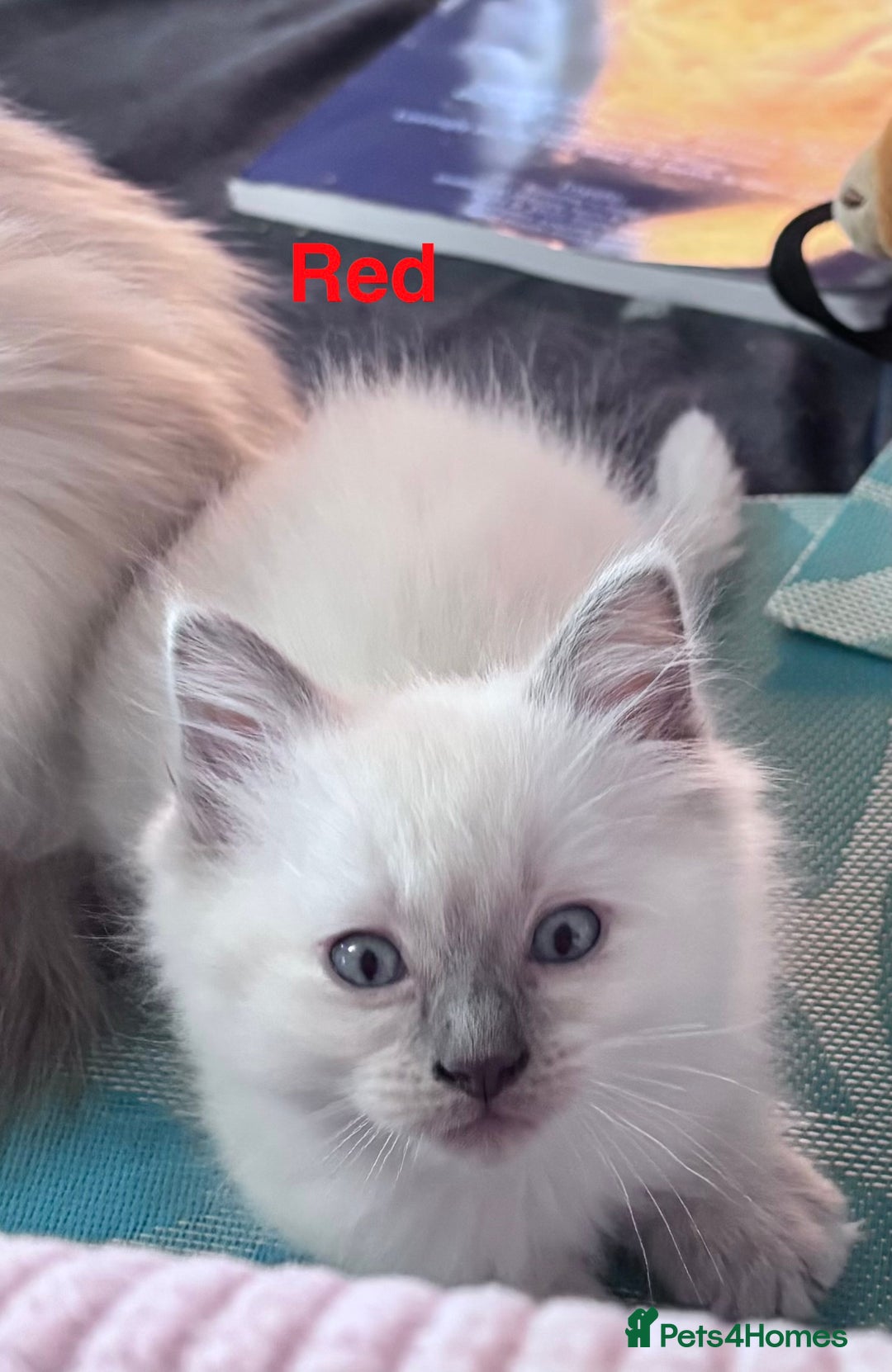 Ragdoll cats for sale: 4 adorable Ragdoll kittens  - Advert 11