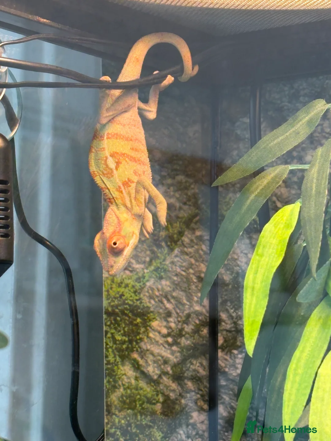 Chameleon reptiles for sale: Panther Chameleon- nosy mitsio - Advert 2