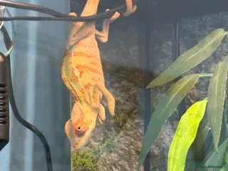 Chameleon reptiles Panther Chameleon- nosy mitsio in Oldham - Advert 2
