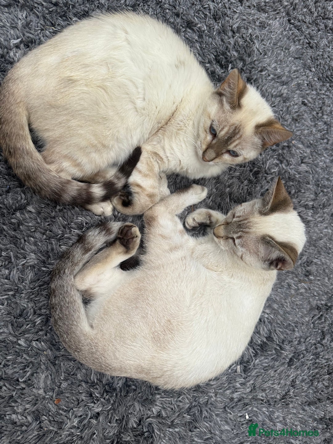 Bengal cats for sale: Snow Bengal lynx - Image 4