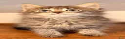 Siberian cats for sale: New imported lines Siberian kittens - Advert 12