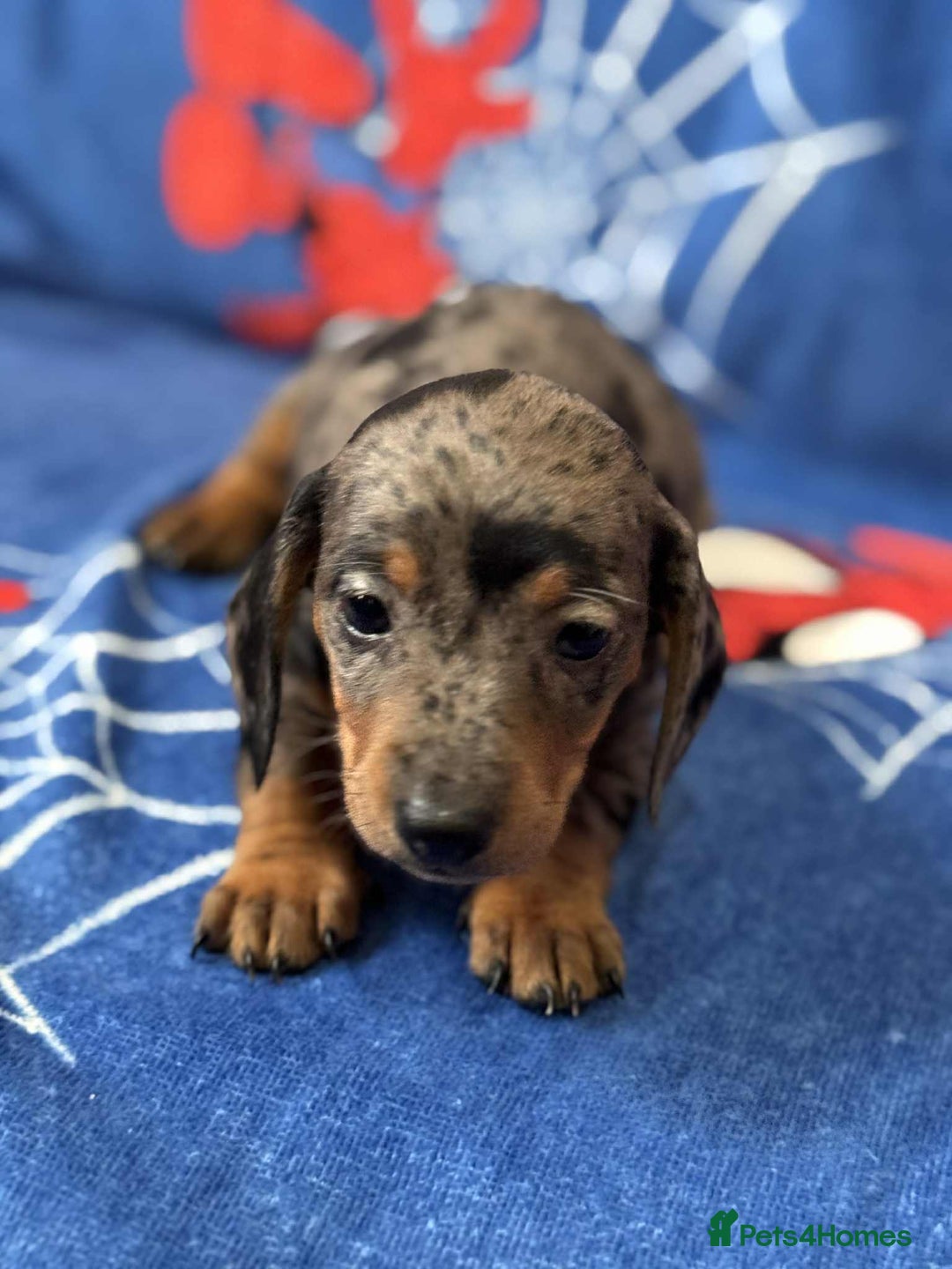 Miniature Dachshund dogs for sale: Miniature dachshund  - Advert 7