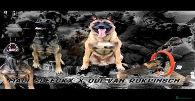 Belgian Shepherd Dog dogs - Advert 7