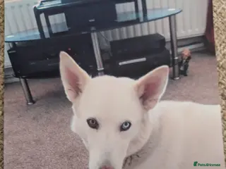 Mixed Breed dogs Loving Home (Brightlingsea) - Advert 12