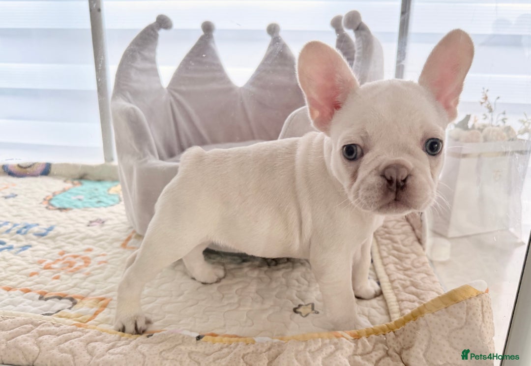 French Bulldog dogs for sale: Stunning platinum and lilac fawn boys and girls - Image 14
