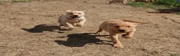 Labrador Retriever dogs for sale: Farm Reared Fox Red & Cream Labradors - Advert 16