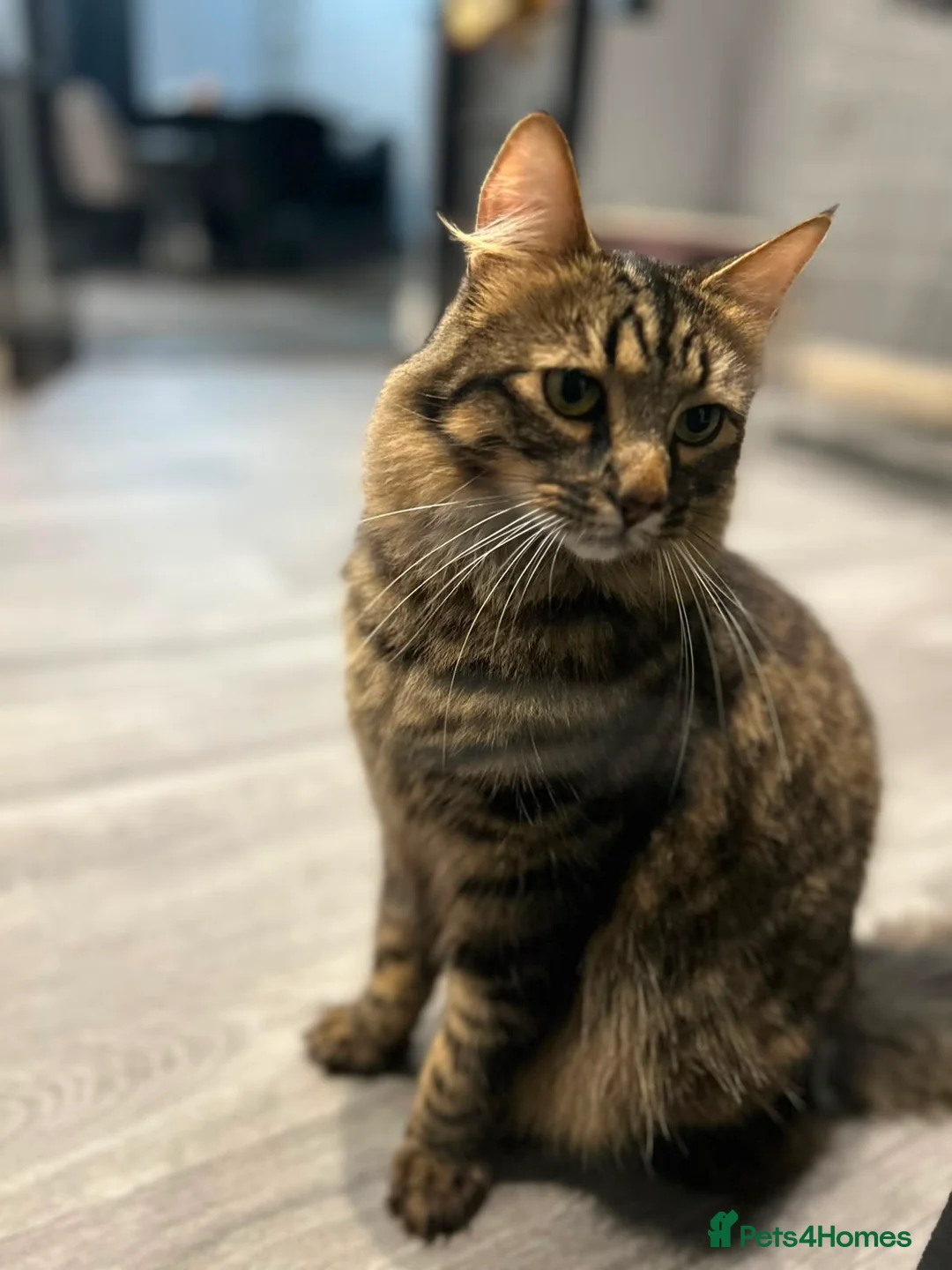 British Shorthair cats for sale: Oreo and Coco - Advert 1