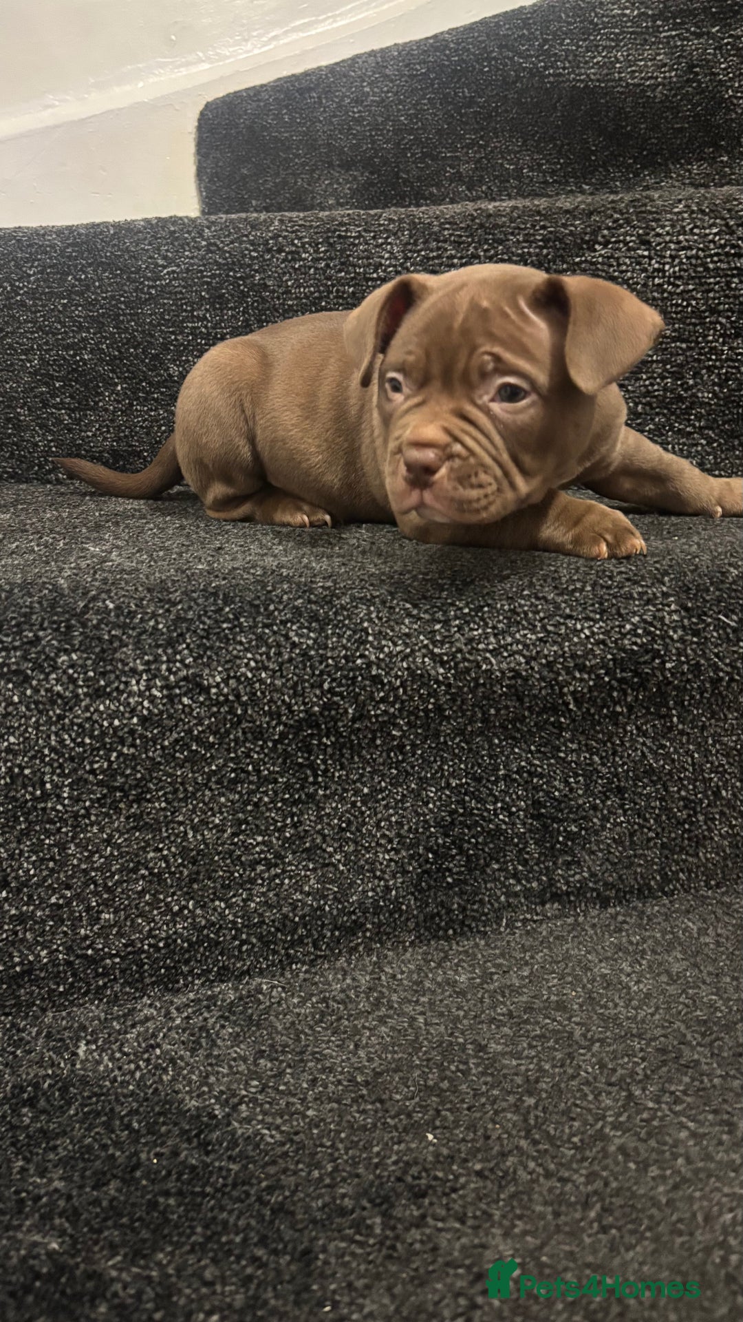 American Bully dogs for sale: Pocket bully pups ready too leave 11th dec - Advert 2