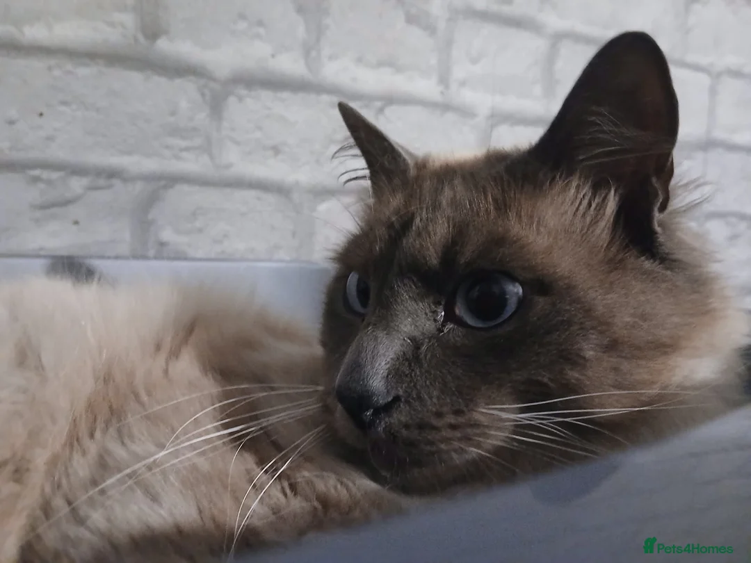 Ragdoll cats for sale: Ragdoll seal point 1 year old boy - Advert 7