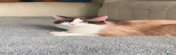 Ragdoll cats for sale: Ragdoll male in Leeds - Advert 1