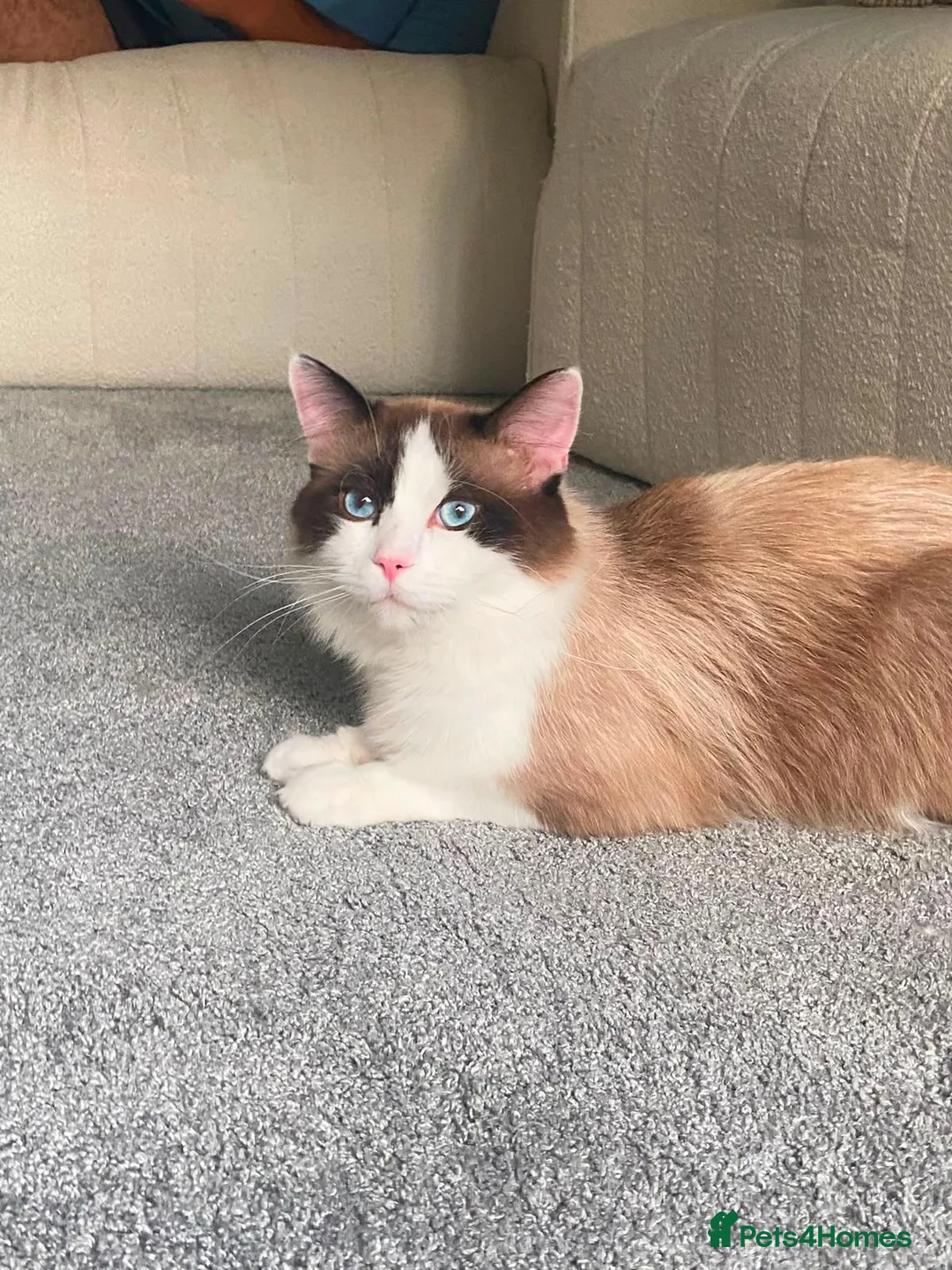 Ragdoll cats for sale: Ragdoll male in Leeds - Advert 1