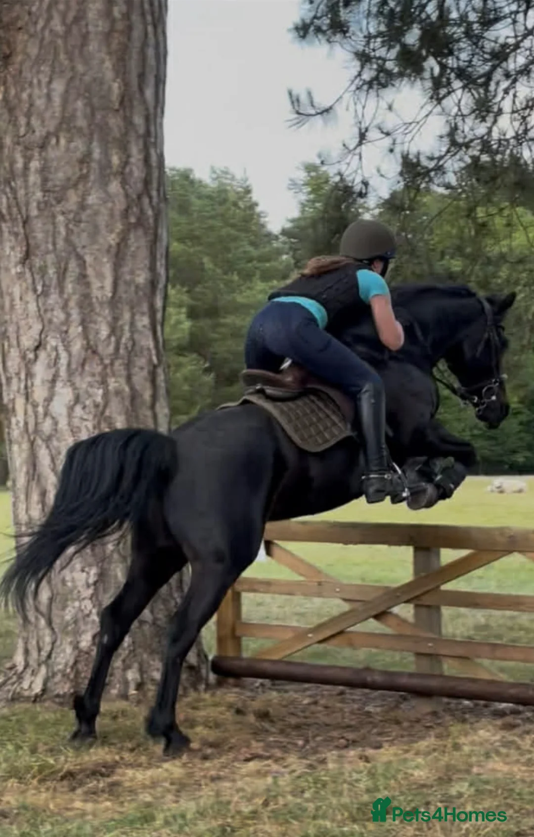 Connemara horses for sale: Classy little 14hh Connemara Gelding - Advert 6