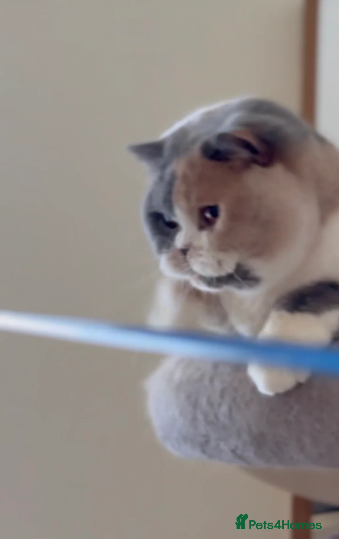 British Shorthair cats for sale: Rehome  - Advert 2