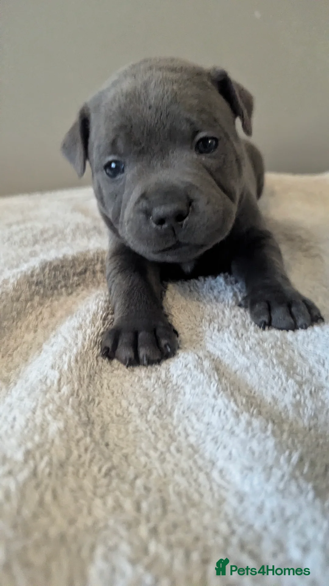 Staffordshire Bull Terrier dogs for sale: Beautiful KC reg Staffordshire bull terriers - Advert 30