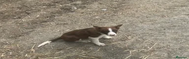 Border Collie Puppy 1
