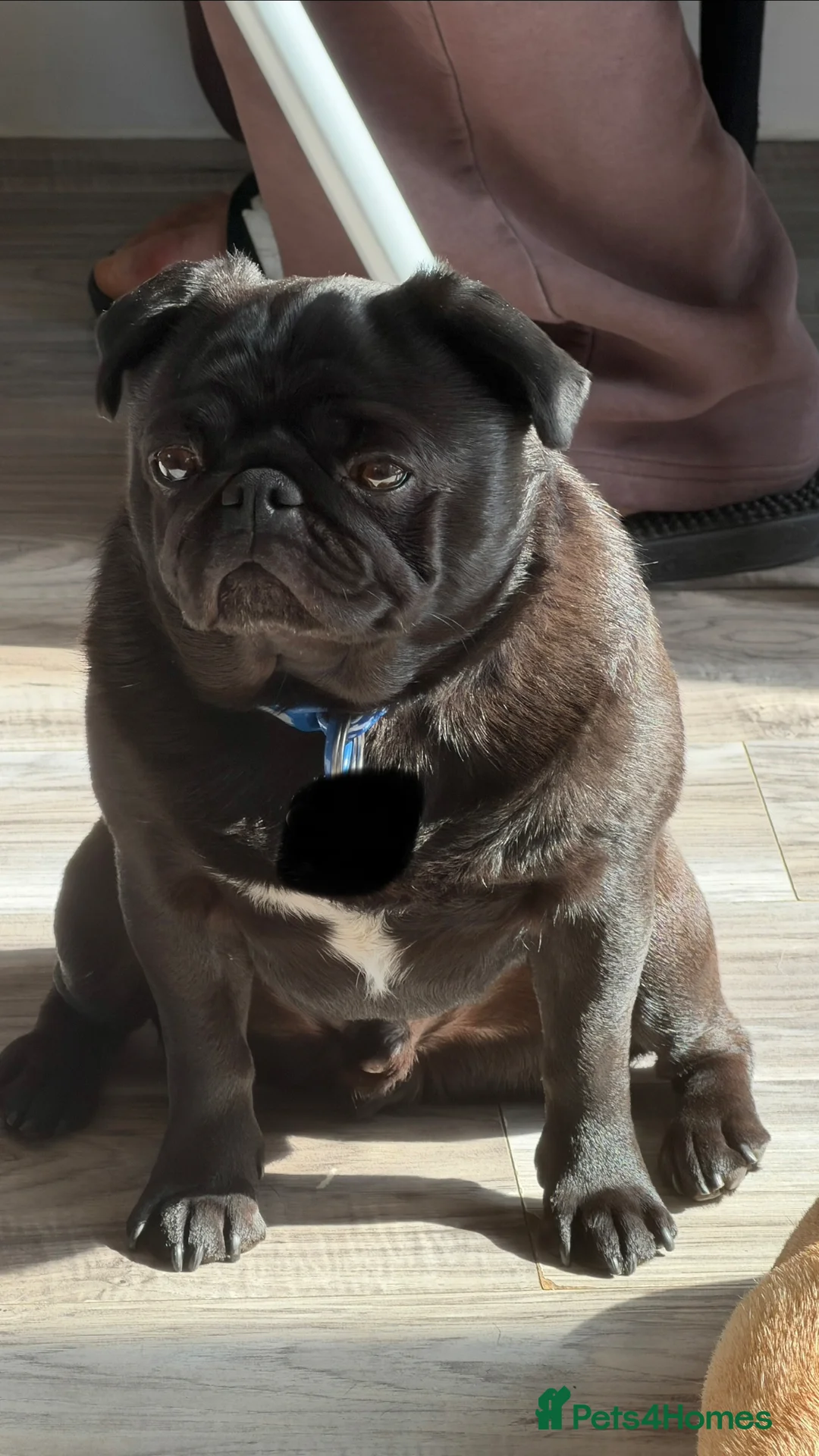 Pug dogs for adoption: Adorable Pug & Jug Duo! Must Stay Together 💛 - Advert 9