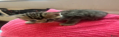 Tabby male 