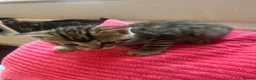 Domestic Shorthair cats for sale: Domestic Shorthair kittens  in Pontefract - Advert 7