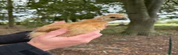 Chickens poultry for sale: Pure Silkie Chicks - Advert 3