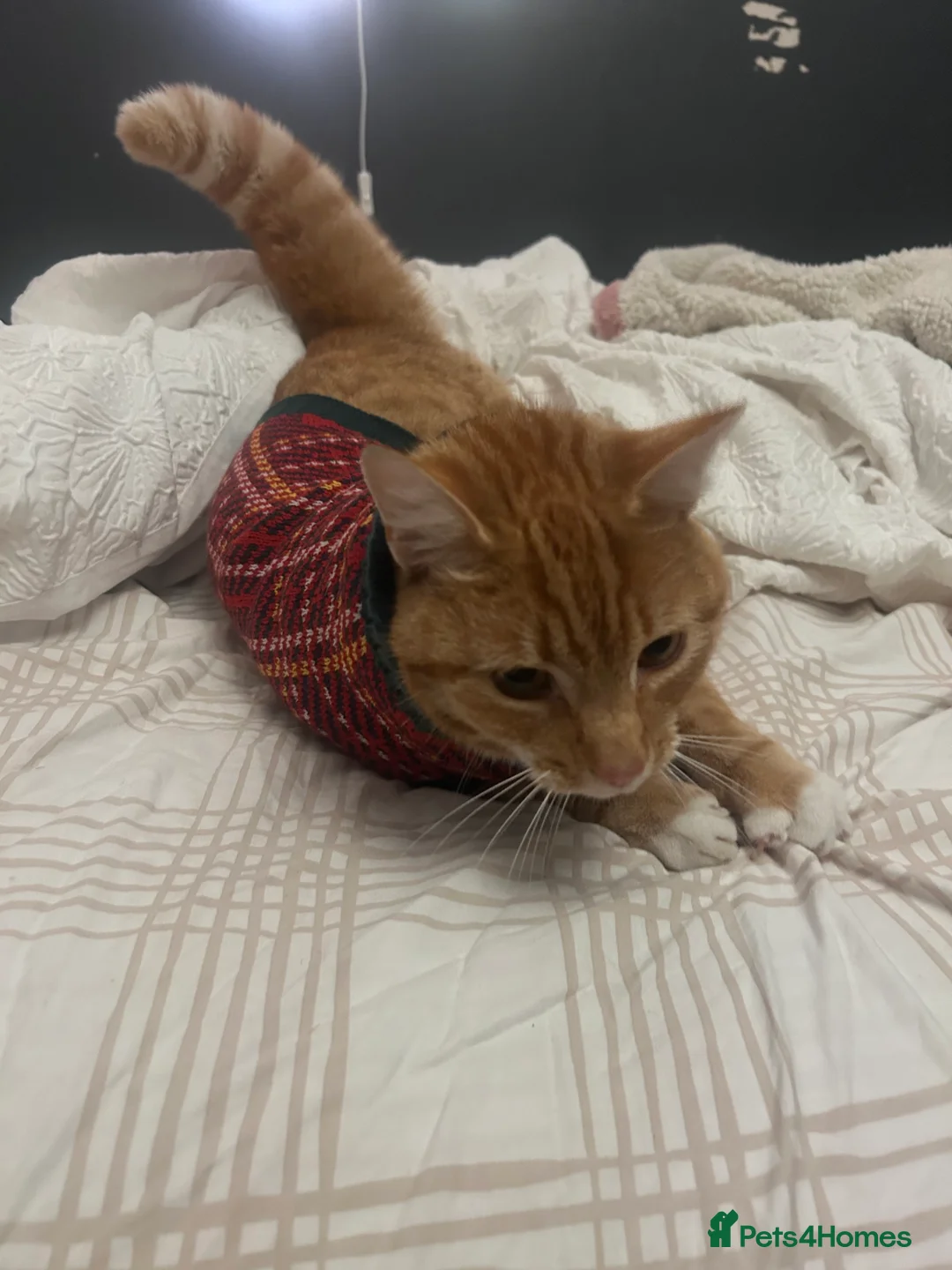 Mixed Breed cats for sale: 3-Year-Old Ginger Boy Looking for a Loving Home 🐾 - Advert 3