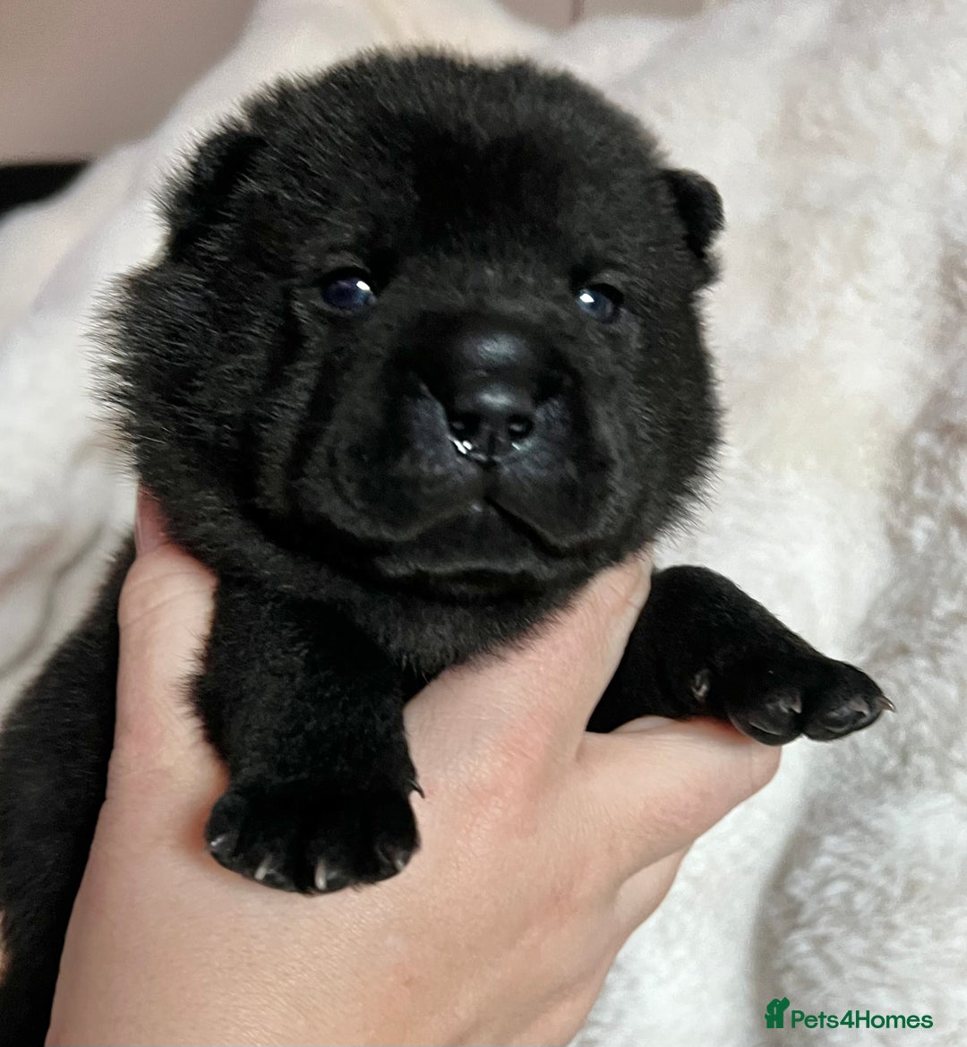 Mixed Breed dogs for sale: ChowPei Pups  - Advert 26