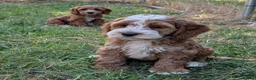 Cockapoo dogs for sale: Beautiful red pups from health tested parents - Advert 20