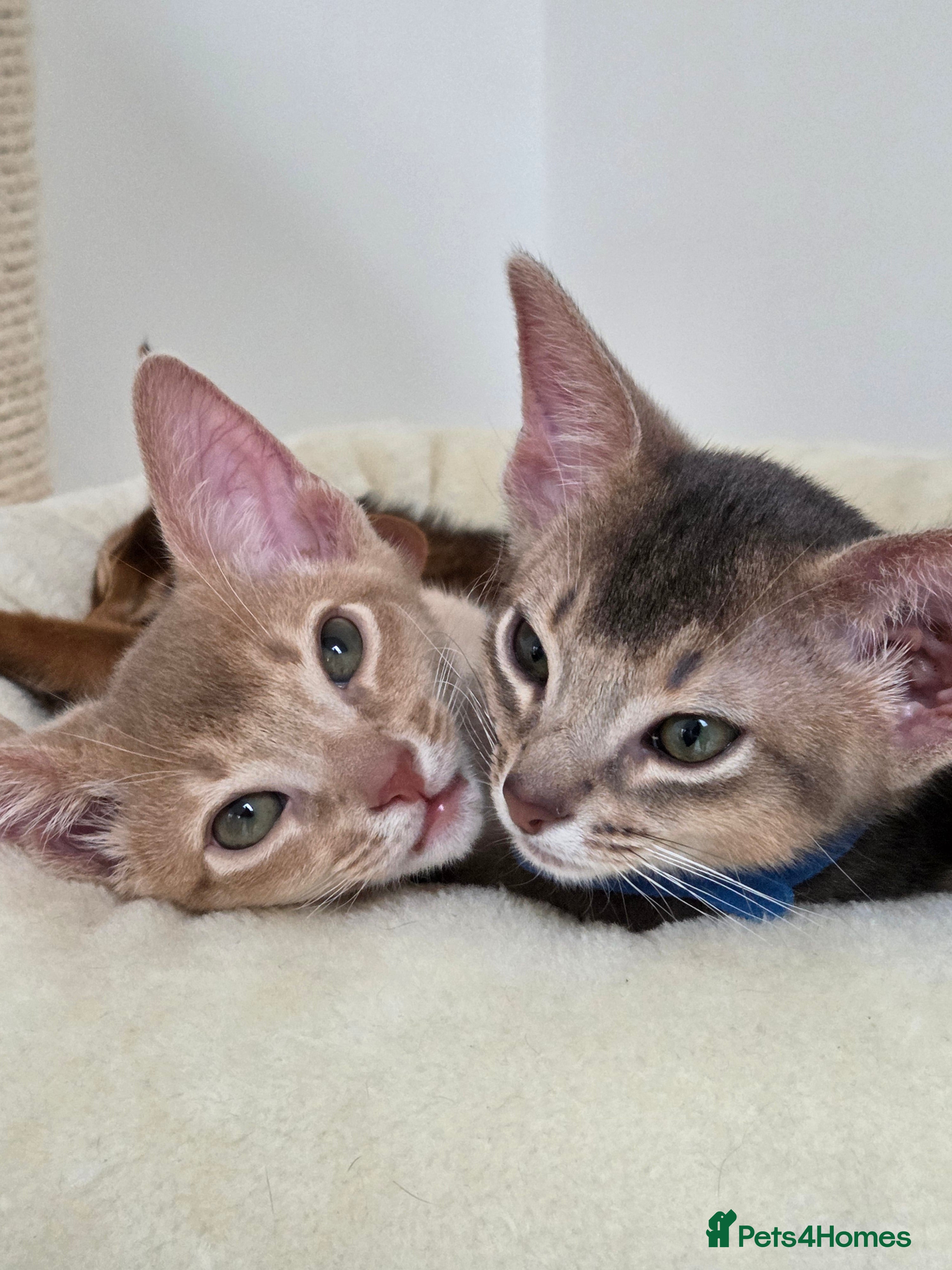 Abyssinian cats Gorgeous Tica  Abyssinian Kittens  - Advert 5