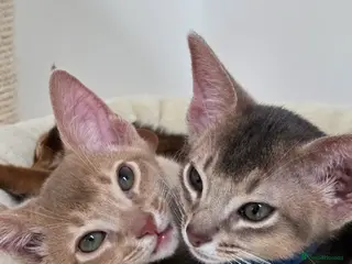 Abyssinian cats Gorgeous Tica Abyssinian Kittens - Advert 5