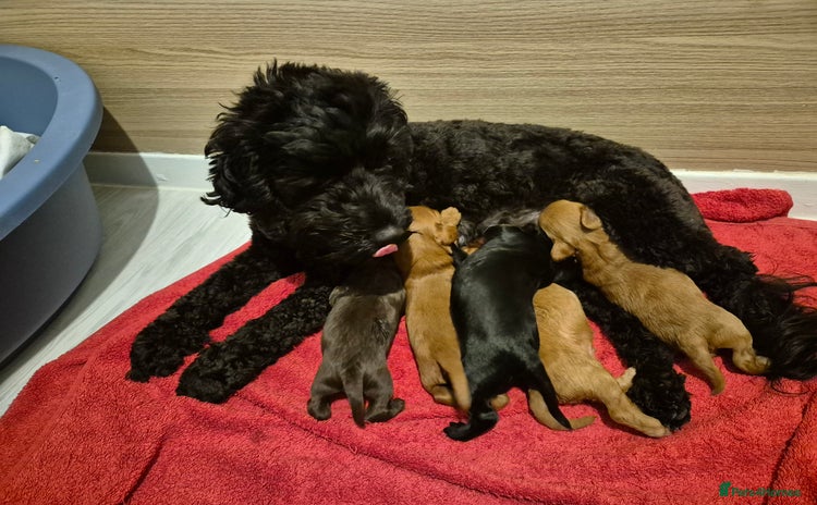 Cockapoo dogs - Advert 7
