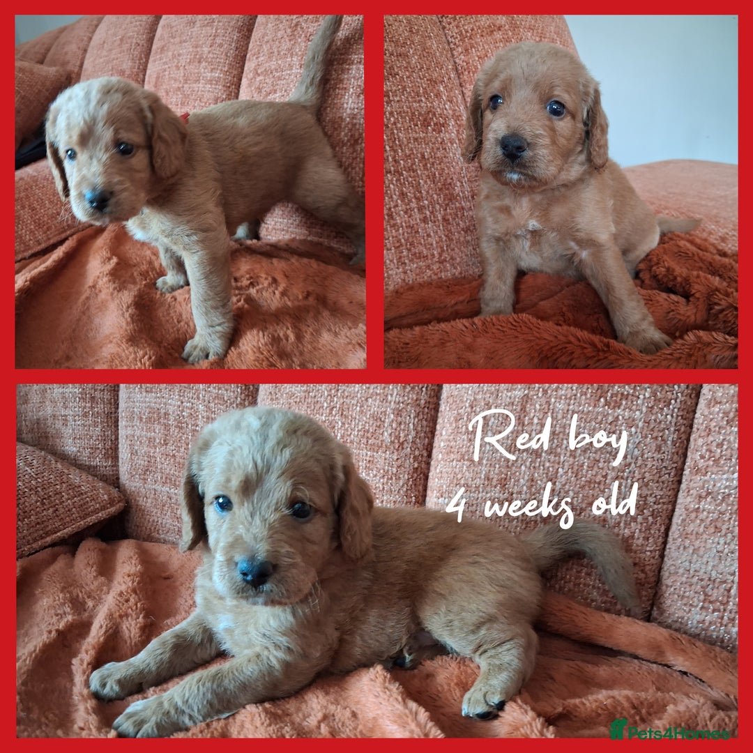 Labradoodle dogs for sale: DNA health tested F1b miniature labradoodles  - Image 7