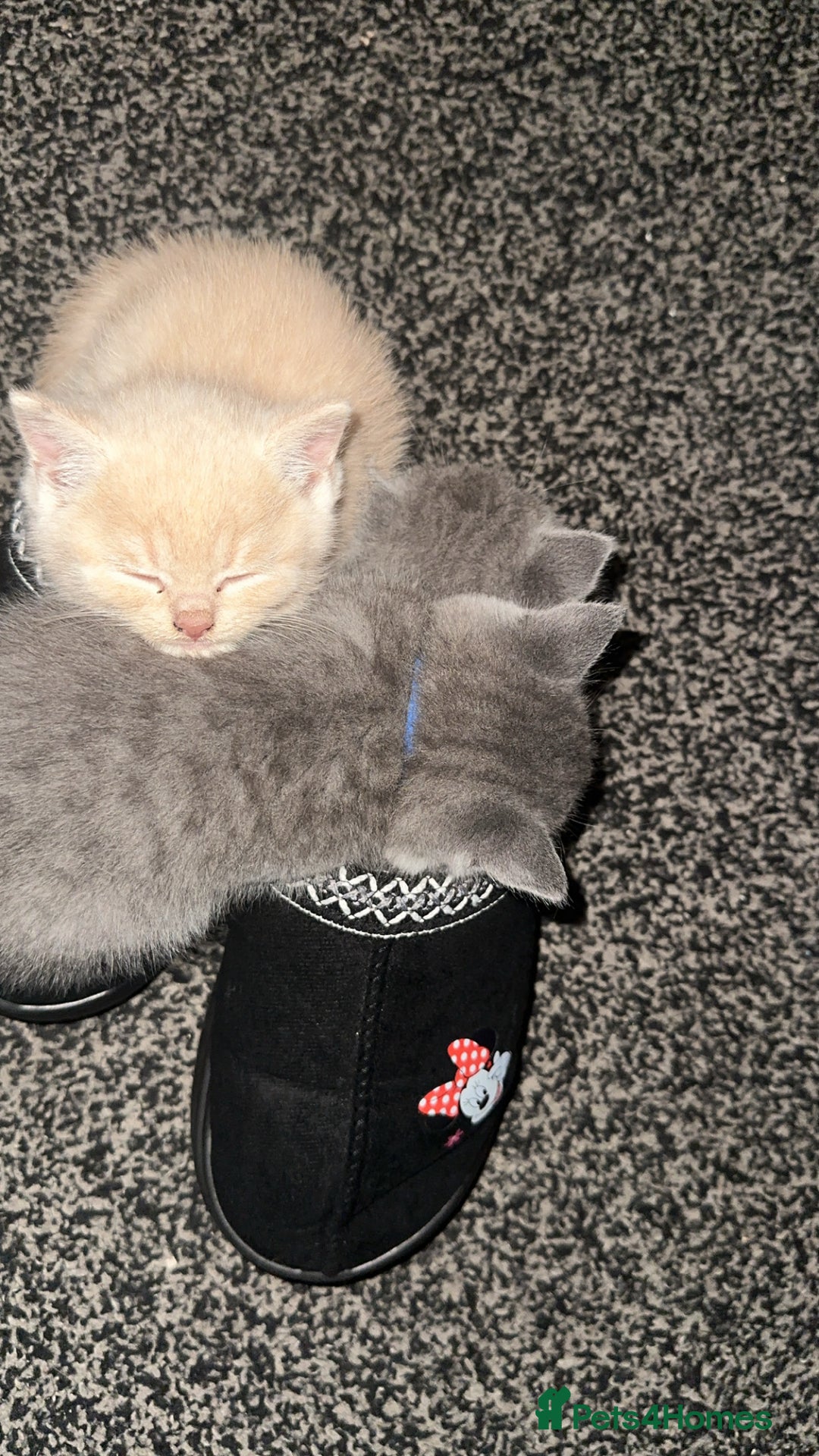 British Shorthair cats for sale: British short hair  - Image 14