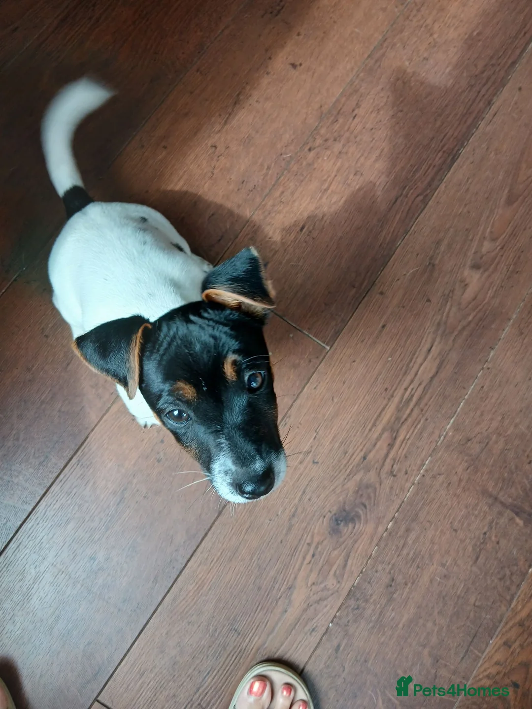 Jack Russell dogs for sale: Fully vaccinated/chipped 11wk male Jack Russell  - Advert 2