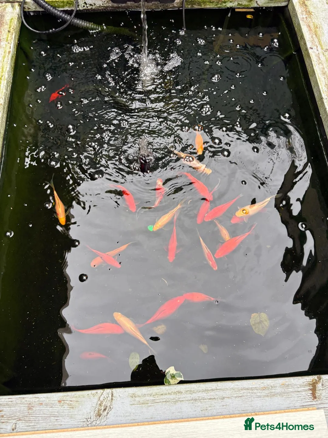 Shubunkins fish for sale: Pond fish for sale  - Advert 2