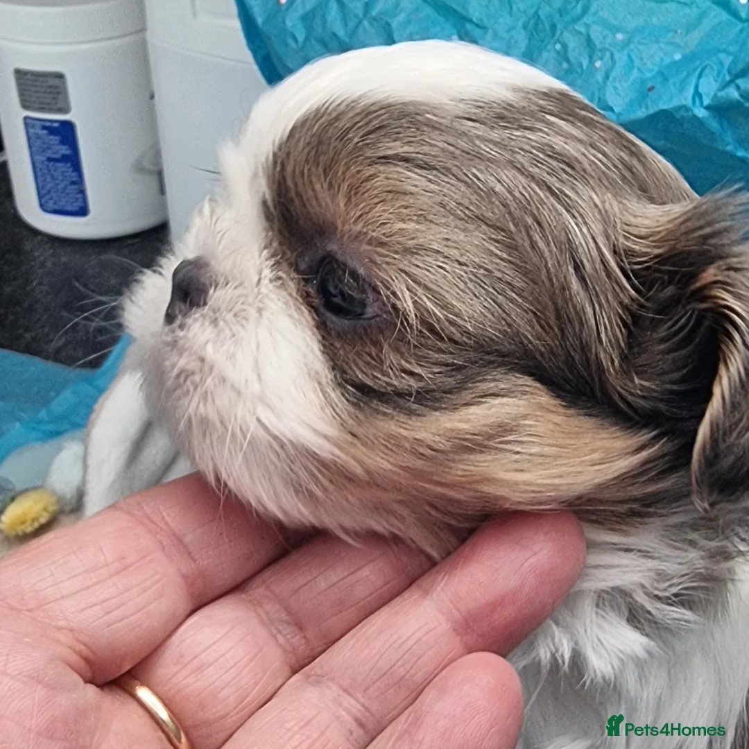 Shih Tzu dogs for sale: READY TO LEAVE OPEN TO OFFERS KC stunning tiny boy - Advert 18