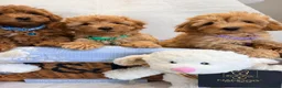 Maltipoo dogs for sale: 💖BEAUTIFUL LICENSED-BRED MALTIPOO💖 in Virginia Water - Advert 18