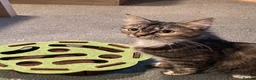 Maine Coon cats for sale: Playful Maine coon kittens ready for a loving home - Advert 19