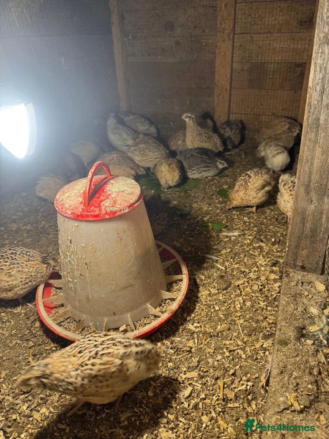 Quail poultry for sale: Quail  - Advert 3